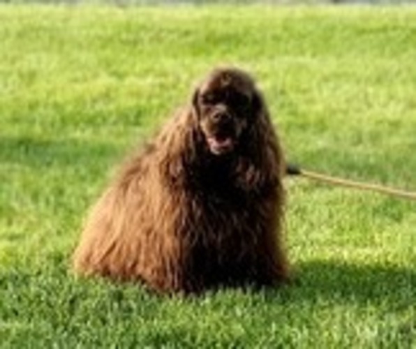 Medium Photo #1 Cocker Spaniel Puppy For Sale in KEIZER, OR, USA