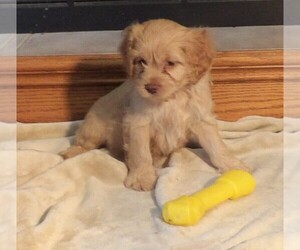 Cock-A-Poo Puppy for sale in CASSVILLE, MO, USA