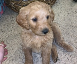 Goldendoodle Puppy for sale in MURRAY, KY, USA