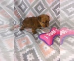 Puppy 1 Yorkshire Terrier