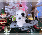 Puppy 4 Goldendoodle-Old English Sheepdog Mix