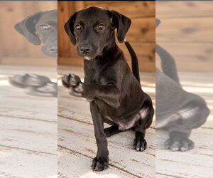 Toto ~ meet me! - Male Labbe Dog for Adoption - Photo #3