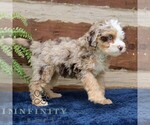 Small #1 Bernedoodle (Miniature)