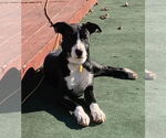 Small #19 American Pit Bull Terrier-Labrador Retriever Mix