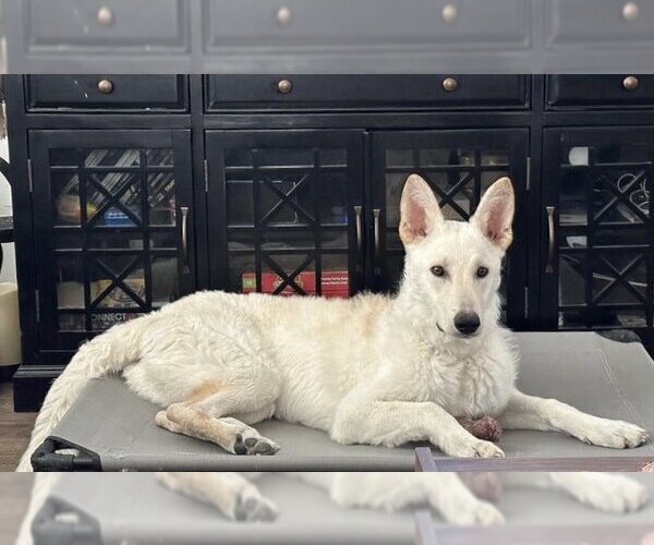 Medium Photo #3 Unknown-white german shepherd Mix Puppy For Sale in Dana Point, CA, USA