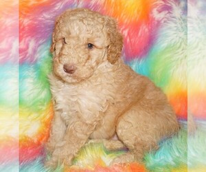 Labradoodle Puppy for sale in LA HABRA, CA, USA