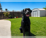 Small #2 Labrador Retriever