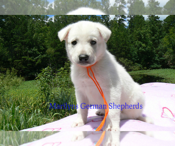 Medium Photo #6 German Shepherd Dog Puppy For Sale in PIEDMONT, MO, USA