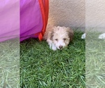Small Photo #4 Aussiedoodle Miniature  Puppy For Sale in MODESTO, CA, USA