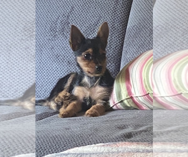 Medium Photo #1 Yorkshire Terrier Puppy For Sale in BUSHKILL, PA, USA