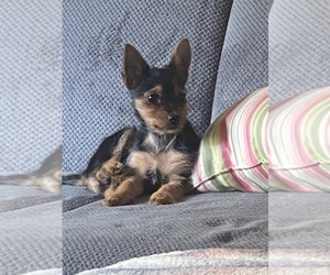 Yorkshire Terrier Puppy for sale in BUSHKILL, PA, USA