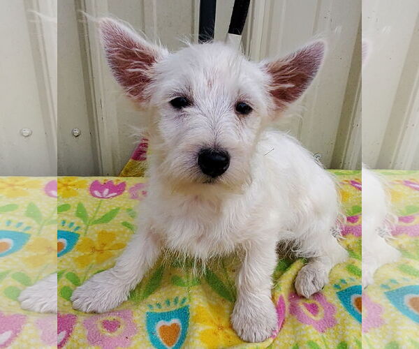 Medium Photo #1 Mutt Puppy For Sale in Mountain View, MO, USA