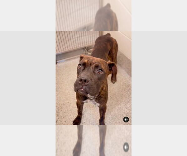 Medium Photo #1 Boxer Puppy For Sale in Austin, TX, USA