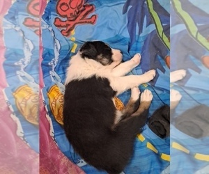 Medium Australian Shepherd