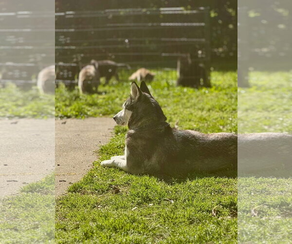 Medium Photo #7 Siberian Husky Puppy For Sale in Holly Springs, NC, USA