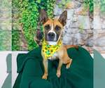Small Photo #4 Mutt Puppy For Sale in Kennesaw, GA, USA