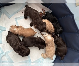 Cocker Spaniel Litter for sale in COLBERT, GA, USA