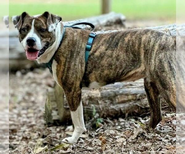 Medium Photo #2 Boxer-Unknown Mix Puppy For Sale in columbia, SC, USA