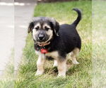Small Mutt