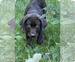 Small Photo #2 Labrador Retriever Puppy For Sale in NEVADA CITY, CA, USA