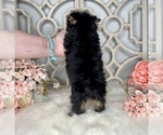 Small Photo #7 Yorkshire Terrier Puppy For Sale in MORRIS CHAPEL, TN, USA