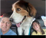 Small #3 Great Pyrenees-Saint Bernard Mix