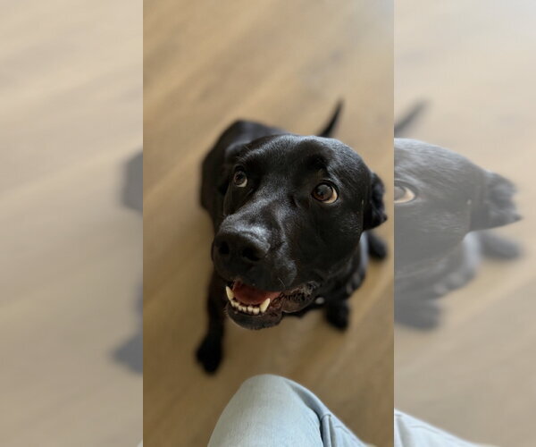 Medium Photo #1 Labrador Retriever-Unknown Mix Puppy For Sale in Lake Elsinore, CA, USA