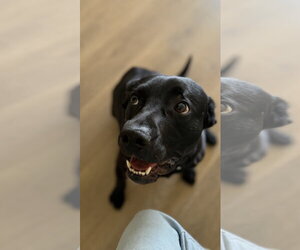 Labrador Retriever-Unknown Mix Dogs for adoption in Lake Elsinore, CA, USA