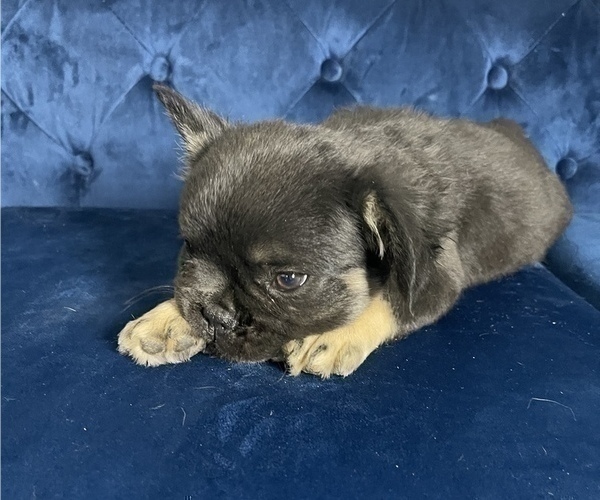 Medium Photo #10 French Bulldog Puppy For Sale in HOUSTON, TX, USA
