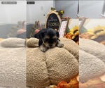 Puppy Rocky YorkiePoo