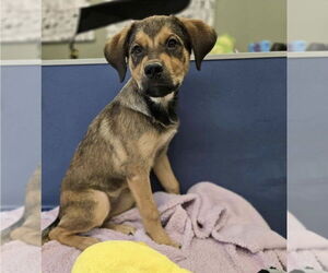 German Shepherd Dog-Unknown Mix Dogs for adoption in Lakewood, CO, USA