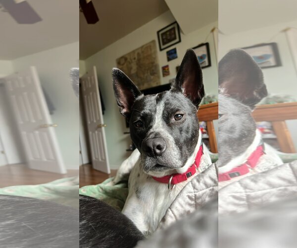 Medium Photo #11 Mutt Puppy For Sale in Derwood, MD, USA