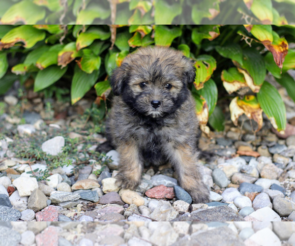 Medium Photo #6 Pom-A-Poo Puppy For Sale in BREMEN, IN, USA