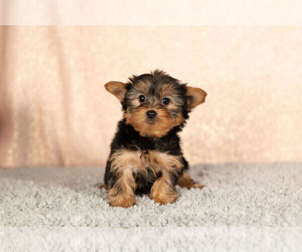 Medium Photo #7 Yorkshire Terrier Puppy For Sale in NAPPANEE, IN, USA
