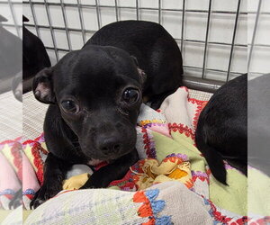 Chihuahua Dogs for adoption in Chico, CA, USA