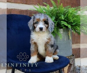 Bernedoodle (Miniature) Puppy for sale in NARVON, PA, USA