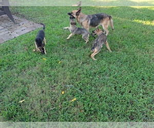 German Shepherd Dog Puppy for sale in lynchburg, VA, USA
