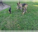 Small German Shepherd Dog