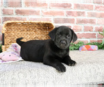Small #15 Labrador Retriever