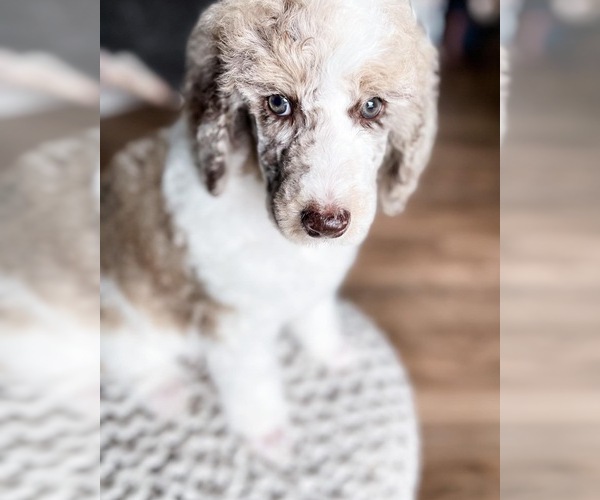 Medium Photo #3 Poodle (Standard) Puppy For Sale in GRANTS PASS, OR, USA