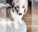 Small Photo #3 Poodle (Standard) Puppy For Sale in GRANTS PASS, OR, USA