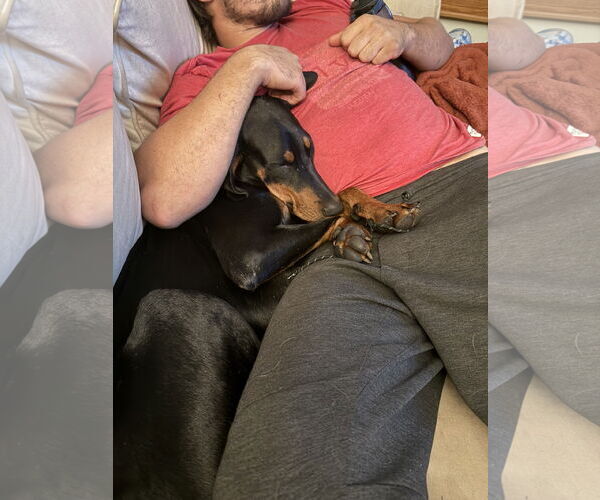 Medium Photo #8 Doberman Pinscher Puppy For Sale in Minneaoplis, MN, USA