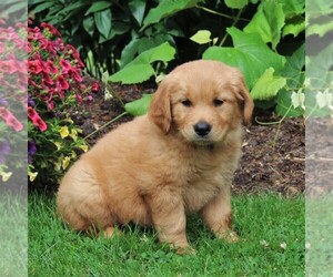 Golden Retriever Puppy for sale in CHRISTIANA, PA, USA