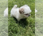 Small Photo #3 Shih Tzu Puppy For Sale in GILBERT, AZ, USA