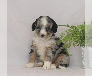 Miniature Bernedoodle Puppy for sale in DORNSIFE, PA, USA