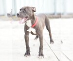 Small Photo #4 American Bully Puppy For Sale in MIAMI GARDENS, FL, USA