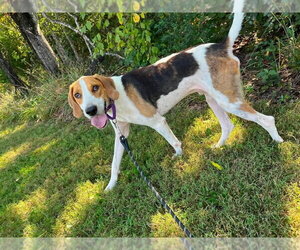 Mutt Dogs for adoption in Rustburg, VA, USA