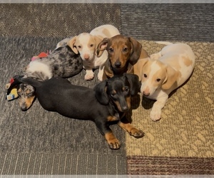 Dachshund Puppy for Sale in ROGERS, Ohio USA