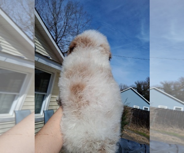 Medium Photo #33 Goldendoodle (Miniature) Puppy For Sale in GASTONIA, NC, USA