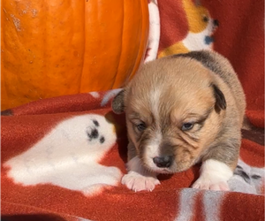 Medium Pembroke Welsh Corgi